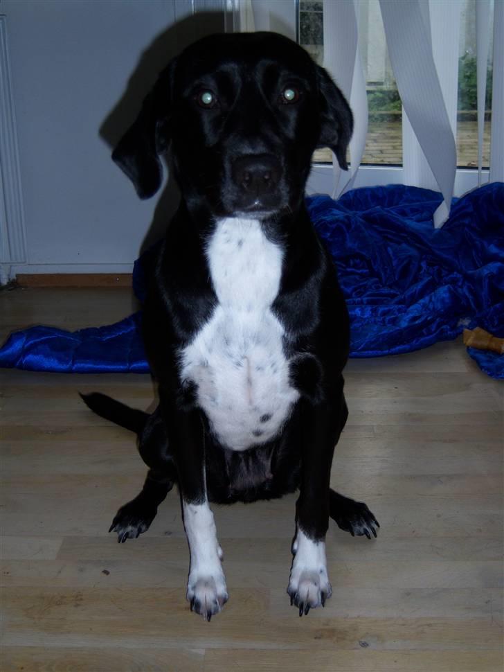 Blanding af racer Bianca - Den flotte hund med det hvide bryst og de sorte pletter... billede 3