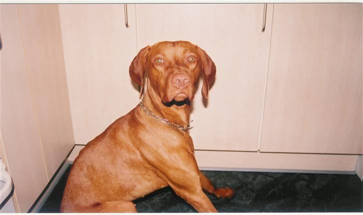 Vizsla Balou billede 1