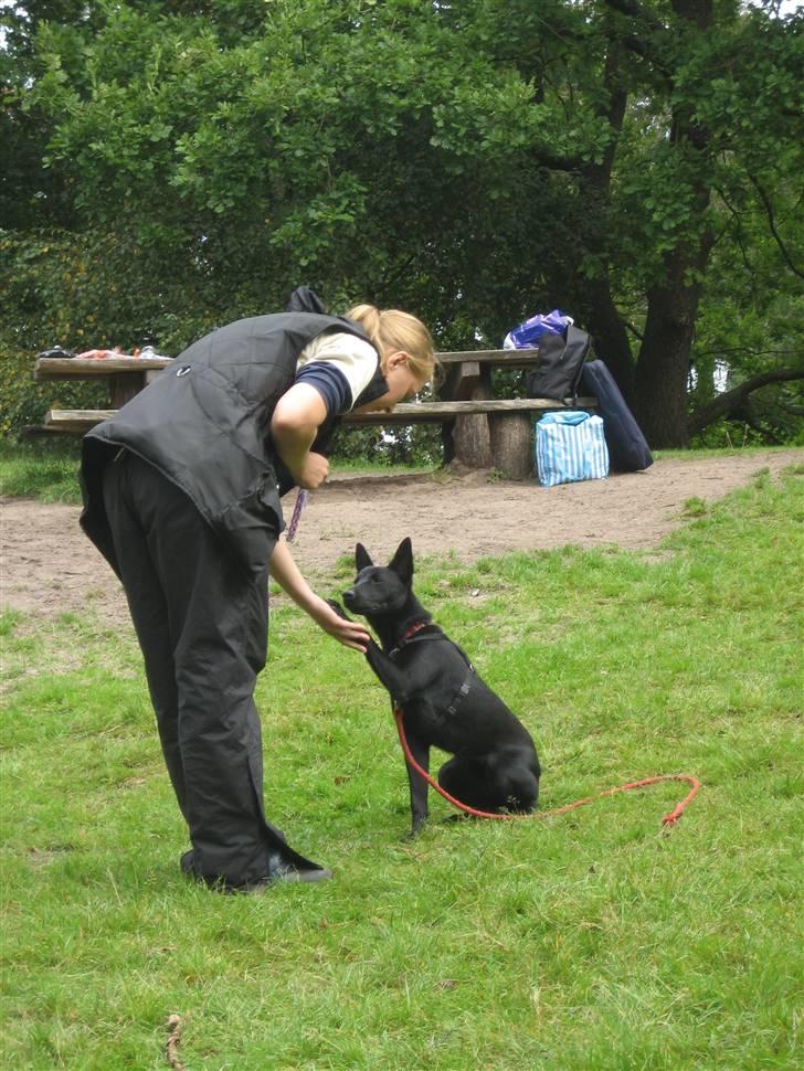 Australsk kelpie Gaia - Træning med mor, giver pote... billede 11