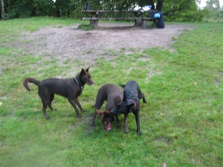 Australsk kelpie Gaia - Leger med mine kuldsøskene ved kelpietræf billede 12