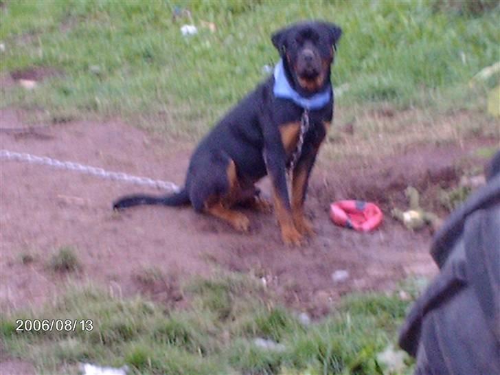 Rottweiler wappe billede 4