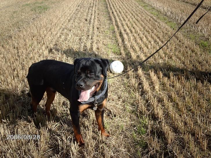 Rottweiler wappe billede 5