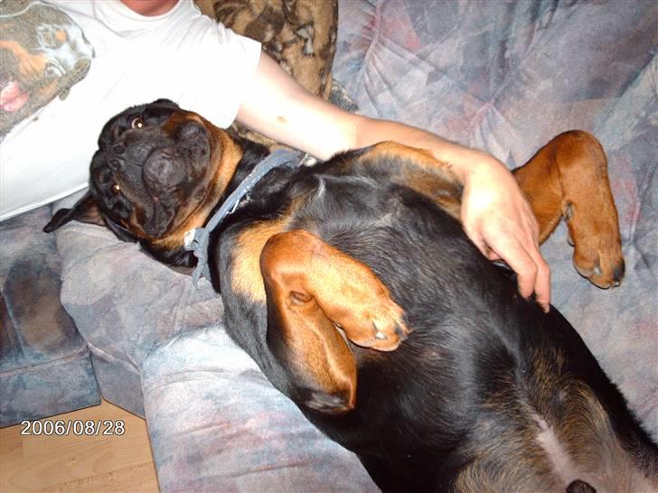 Rottweiler wappe billede 6
