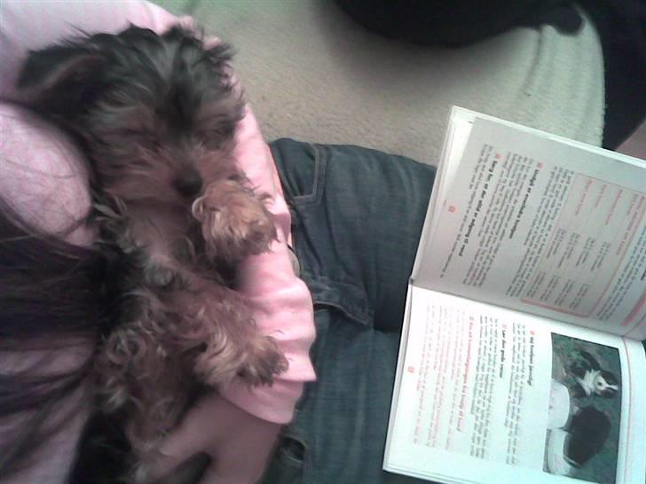 Yorkshire terrier Miko - Har ligger han og sover i mine arme. billede 2