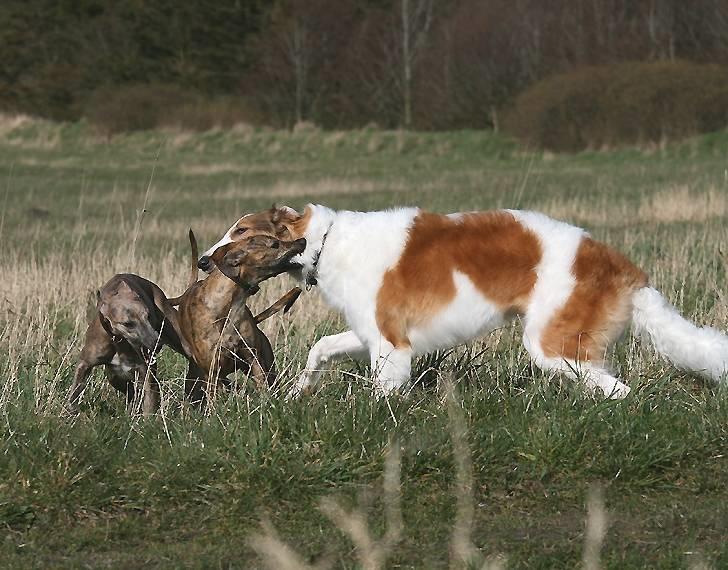Whippet Luci - Det er herligt at være flere i legen billede 6