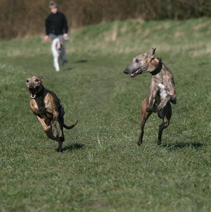 Whippet Luci - Vi løber stærkt vi to, og jeg kan løbe hurtigst :-) billede 7