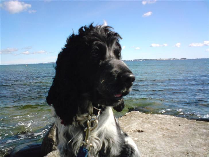 Cocker spaniel pluto - en tur ved stranden:D billede 3