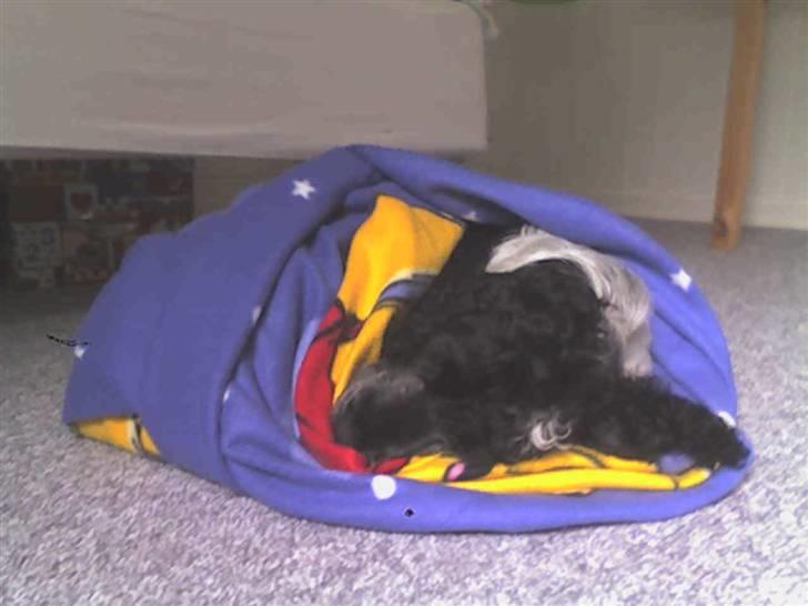 Cocker spaniel pluto - det er godt at få varmen efter et bad billede 4