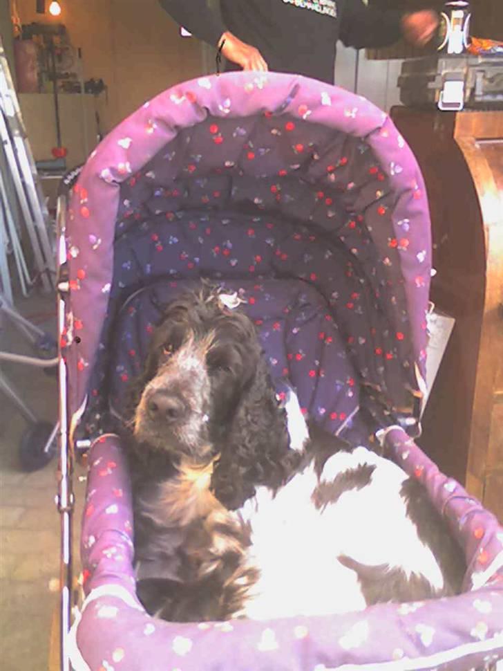 Cocker spaniel pluto - hejsa alle søde piger en der vil putte med mig?;) billede 5