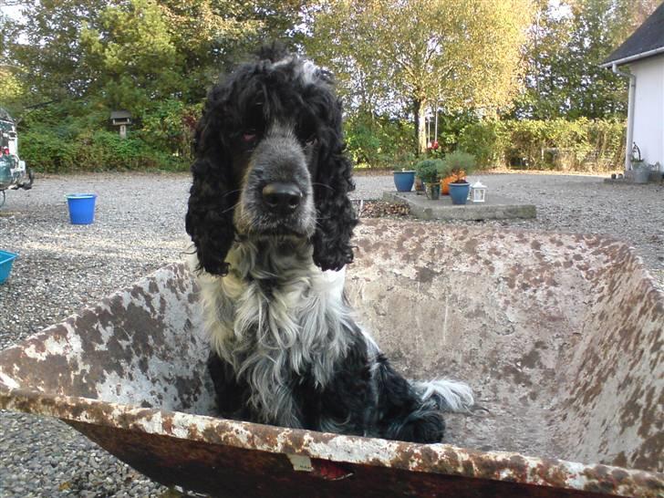 Cocker spaniel pluto - åh nej altså hun tager billeder hele tiden ! billede 6