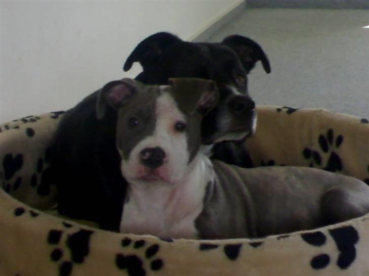 Amerikansk staffordshire terrier Hera billede 8