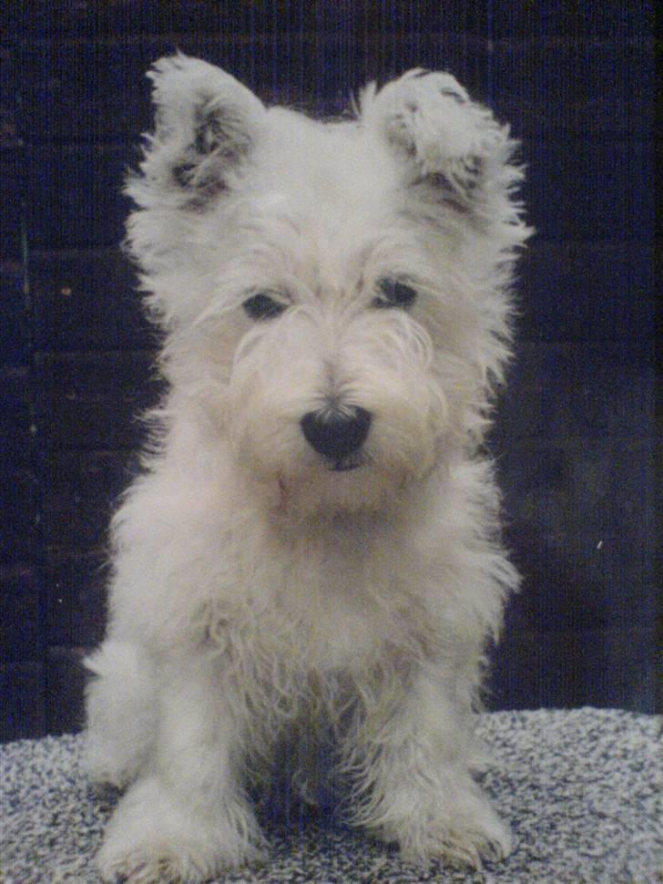 West highland white terrier Coco - Velkommen til coco´s profil... billede 1