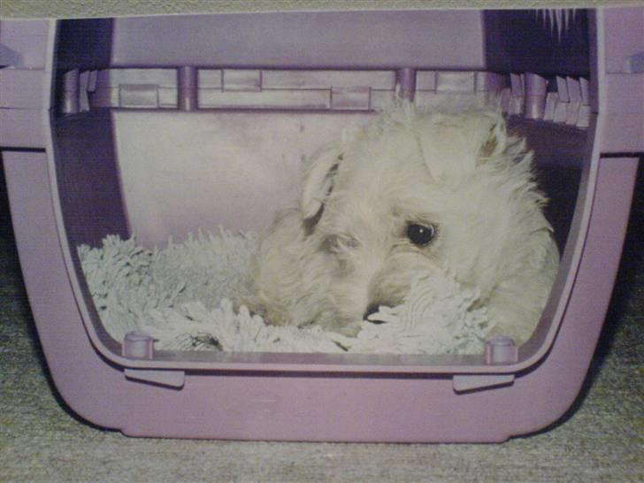 West highland white terrier Coco - Coco som hvaps... billede 4