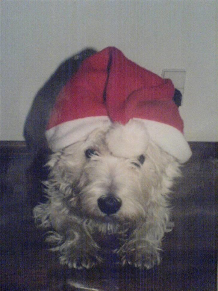 West highland white terrier Coco - "glædelig jul..." billede 5