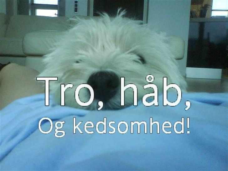 West highland white terrier Coco - Sweetie dog... billede 6