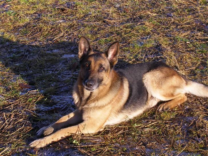 Schæferhund Quido - hejsa og velkommen til Quidos profil:) vovvov herfra:) billede 1