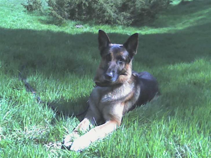 Schæferhund Quido - er jeg ikke flot som jeg ligger her?? billede 3