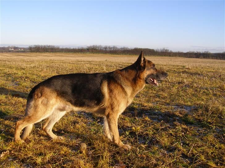 Schæferhund Quido - Quido en smuk vinter dag :) billede 4