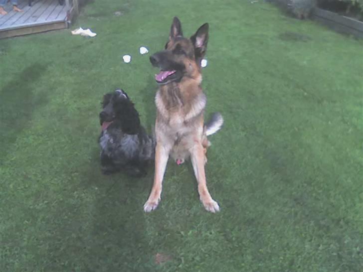 Schæferhund Quido - Quido og pluto i haven  billede 5