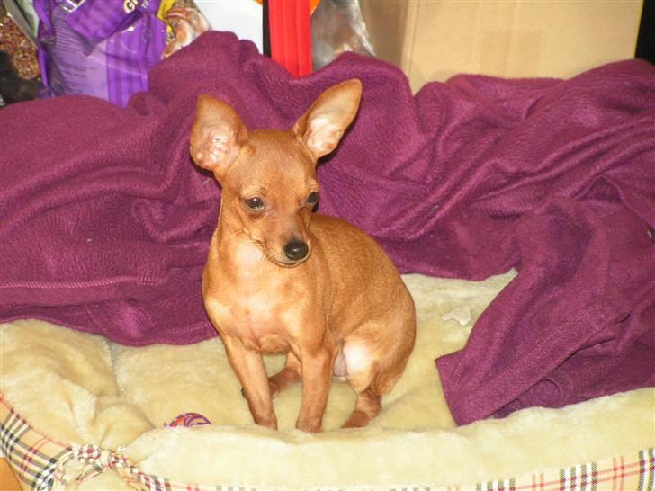 Chihuahua Gucci billede 19