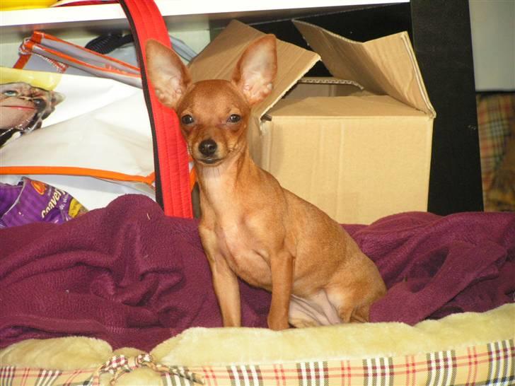 Chihuahua Gucci billede 20