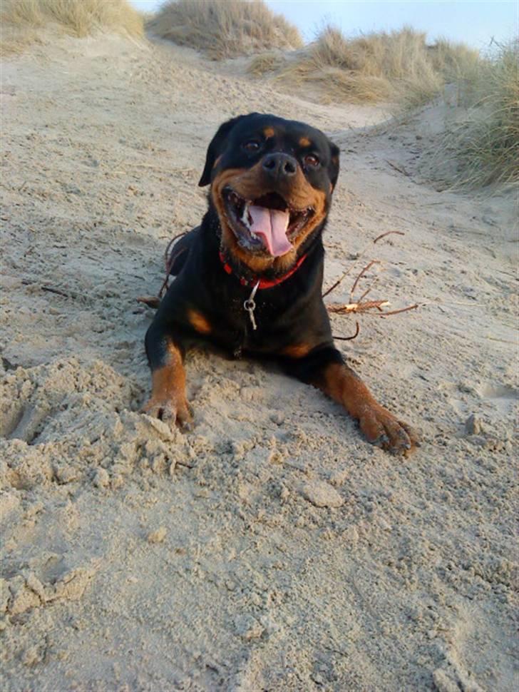 Rottweiler Nanna - Gymnastik.. jeg har hørt det skulle være så godt! billede 4