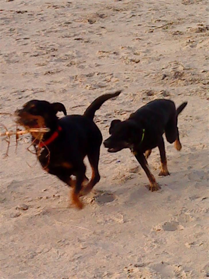 Rottweiler Nanna billede 5