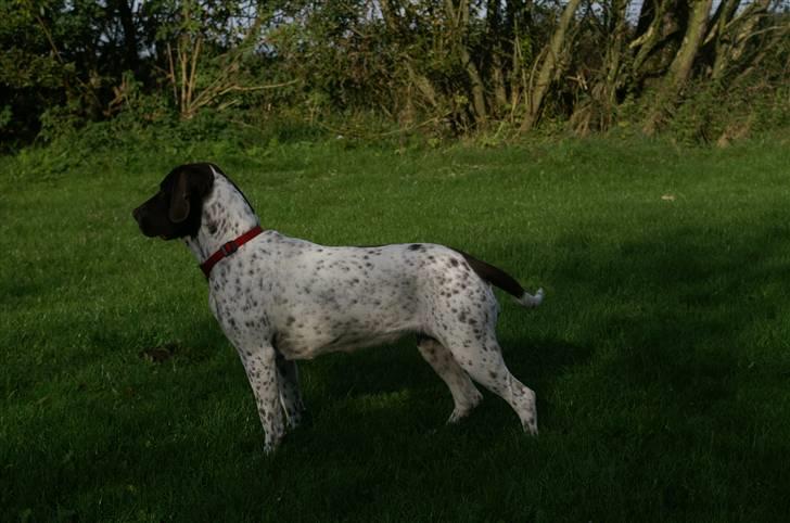 Gammel dansk hønsehund Stampe <33!!  - Smukke Stampe!! billede 12