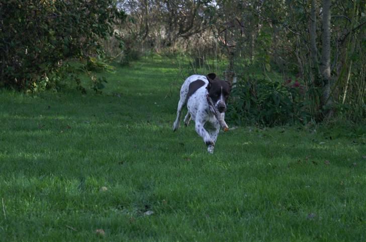 Gammel dansk hønsehund Stampe <33!!  - Wee! Smuk! billede 13