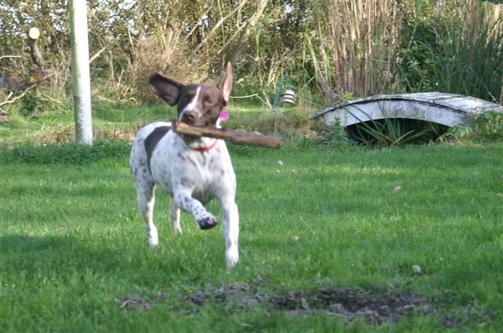 Gammel dansk hønsehund Stampe <33!!  - Elsker sin pind!! billede 14