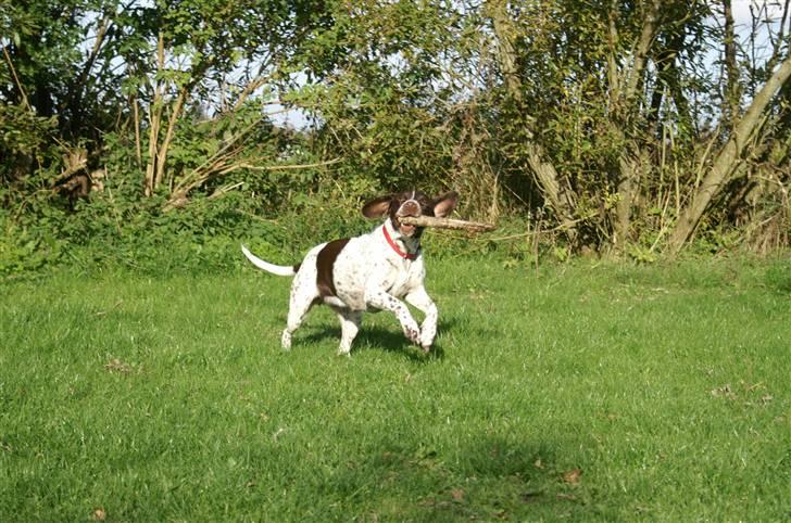 Gammel dansk hønsehund Stampe <33!!  - Flyve ører!! :-P billede 15