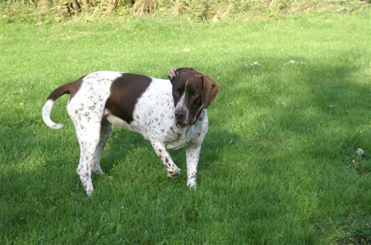 Gammel dansk hønsehund Stampe <33!!  - Hov?? Hva sker der?? billede 16