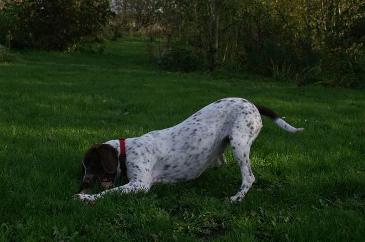 Gammel dansk hønsehund Stampe <33!!  - Grr, bliv her!! billede 17