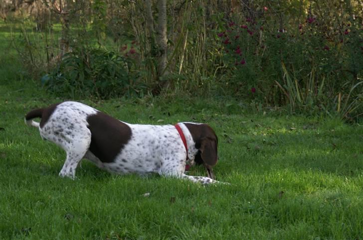 Gammel dansk hønsehund Stampe <33!!  - Skøre hund!! billede 18