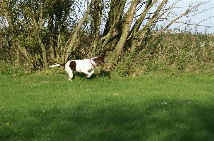 Gammel dansk hønsehund Stampe <33!!  - Jeg er lige her!! billede 19