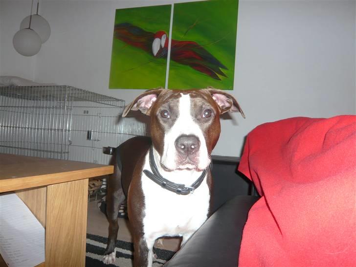 Amerikansk staffordshire terrier Versatus Chanel billede 11