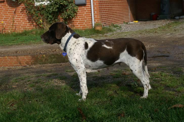 Gammel dansk hønsehund Bambi <33 - Bambi i profil! billede 10