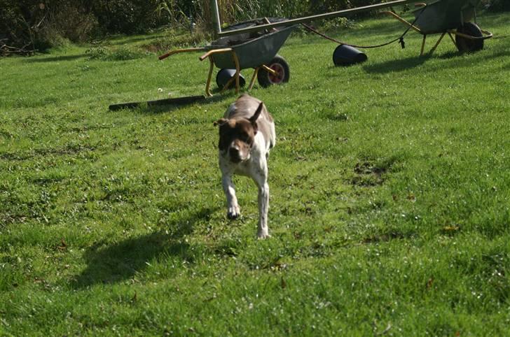 Gammel dansk hønsehund Bambi <33 - Heeej!! Jeg kommer liiiige og siger Hej! billede 11