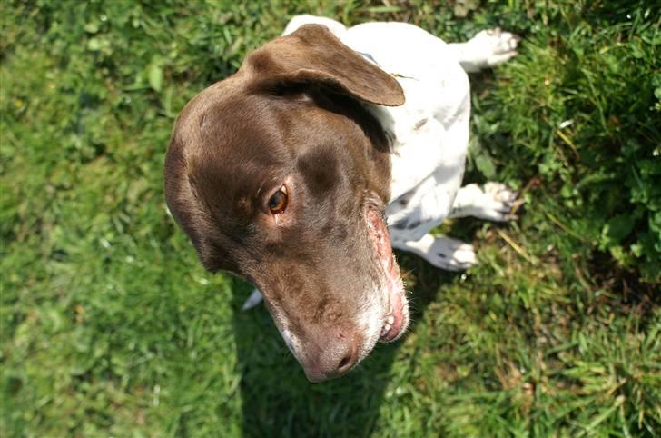 Gammel dansk hønsehund Bambi <33 - Er jeg ikke søød?? billede 12