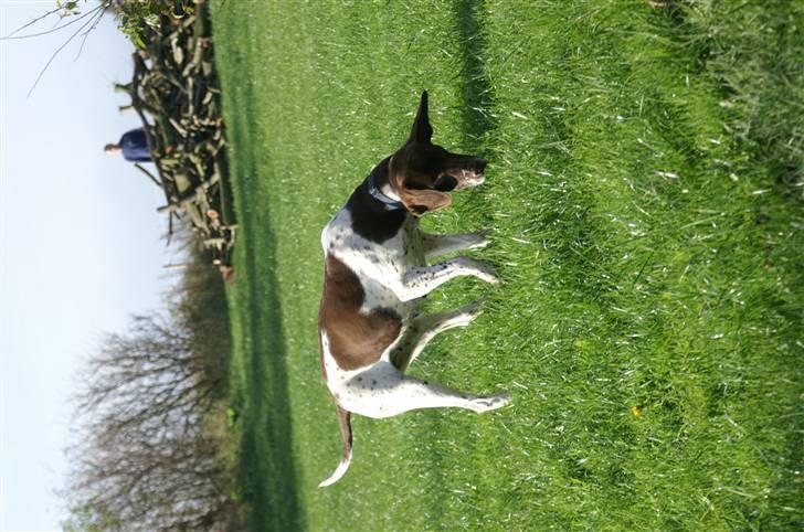 Gammel dansk hønsehund Bambi <33 - Leder liiige efter godbidder?? billede 13