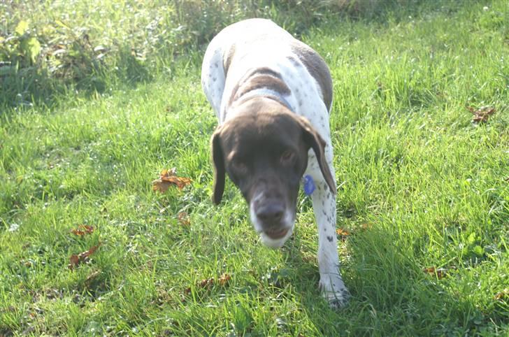 Gammel dansk hønsehund Bambi <33 - Vil du ikke godt snakke med mig?? billede 14