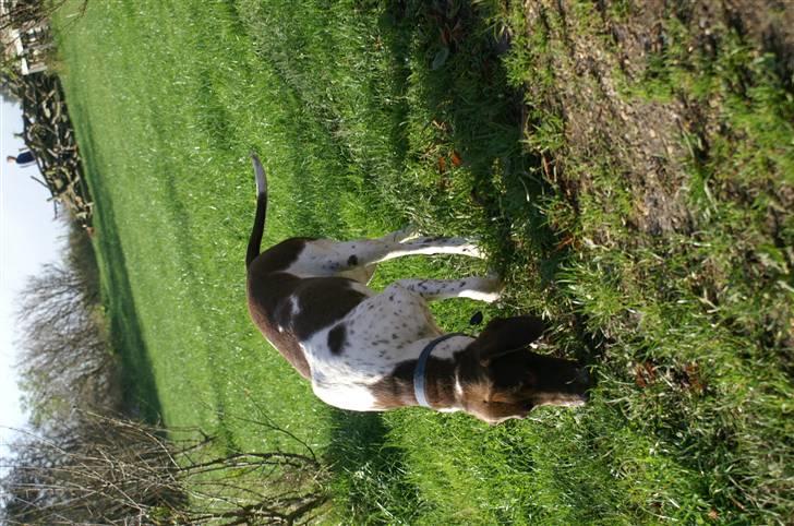 Gammel dansk hønsehund Bambi <33 - Mm. lugter der godt Bambi?? billede 15