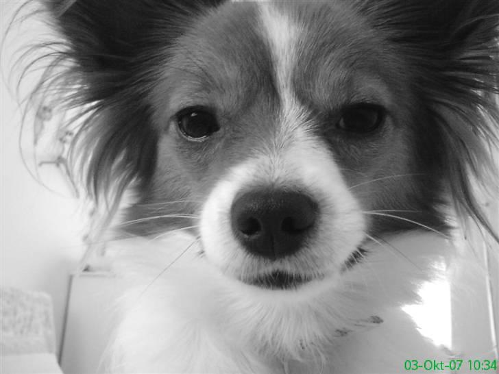 Papillon Liva (himmelhund) - Liva , taget hvor hun ligger på min mave og morgen hygger . Det elsker vi <3 billede 2