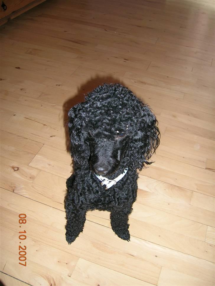 Mellempuddel Uffe - Hej med dig, siger Uffe. billede 1