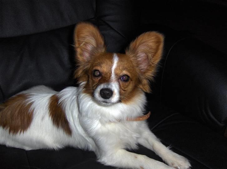 Papillon Liva (himmelhund) billede 3
