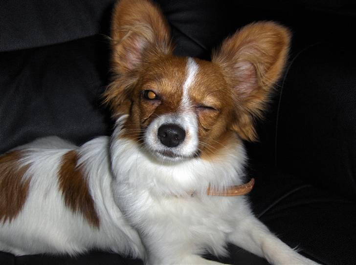 Papillon Liva (himmelhund) - blink blink , jeg er så sej til det billede 4