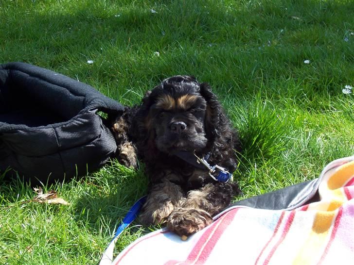 Amerikansk cocker spaniel Oscar billede 1