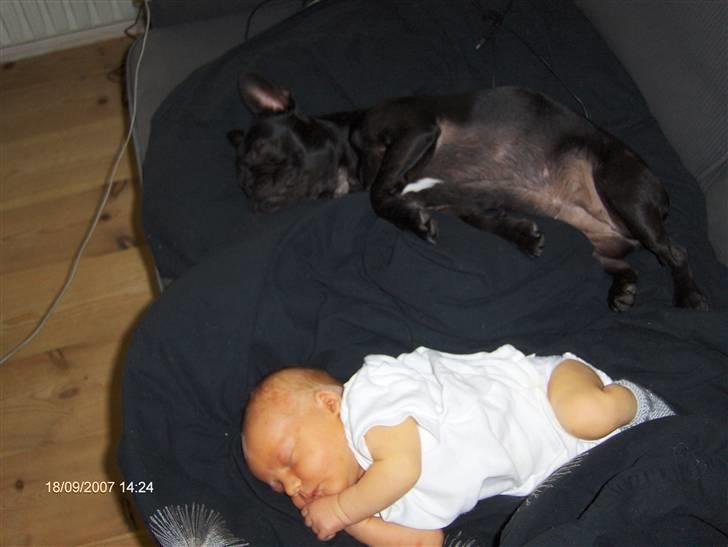 Fransk bulldog lulu - det ligner en god sovestilling billede 12