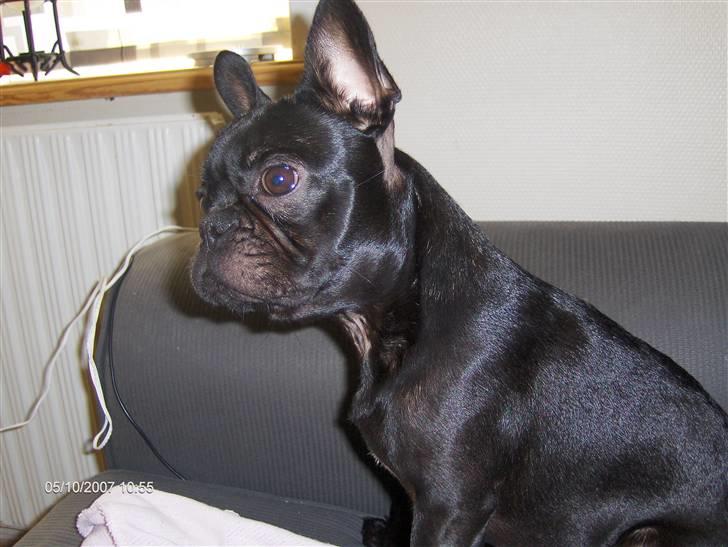 Fransk bulldog lulu billede 13