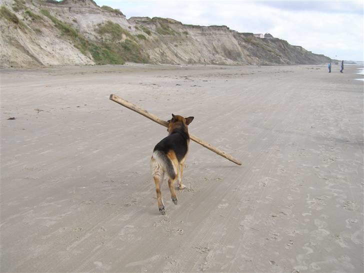 Schæferhund Quido - se lige mig med den STORE  pin:) billede 6